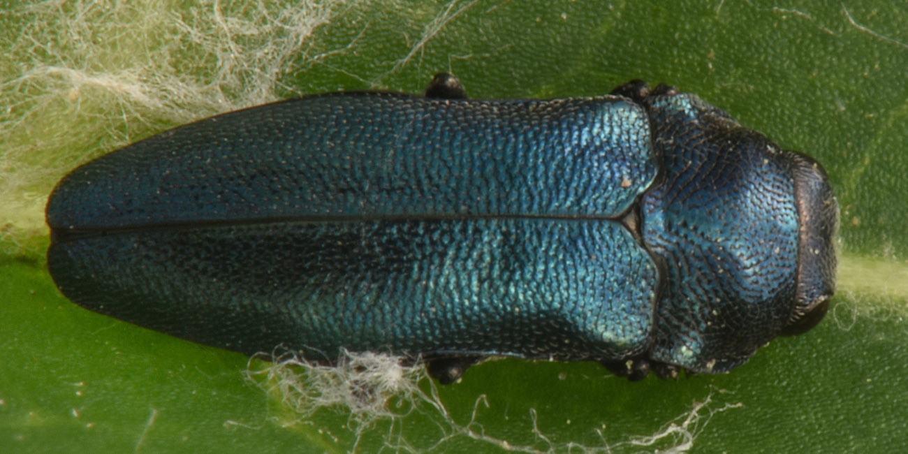 Buprestidae: Meliboeus parvulus (= violaceus)